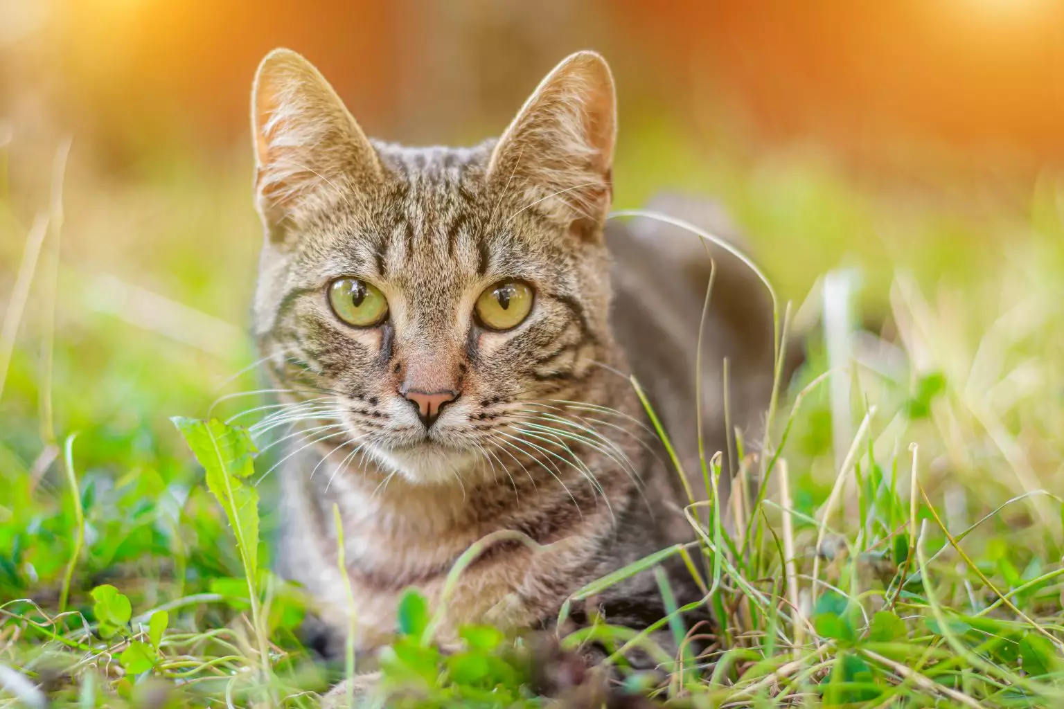 Prefeitura de Porto Velho oferece atendimento veterinário e castração gratuita para cães e gatos