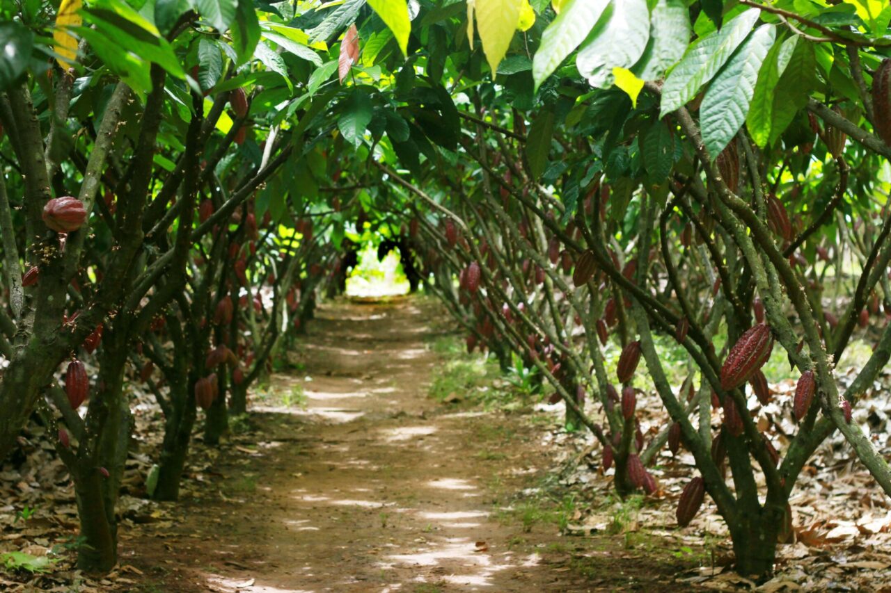 Produtores de Rondônia avançam para fase final do Concurso Nacional do Cacau Especial