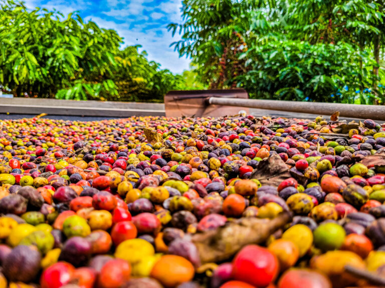 Dia do Início da Colheita do Café Conilon tem nova data em Rondônia  